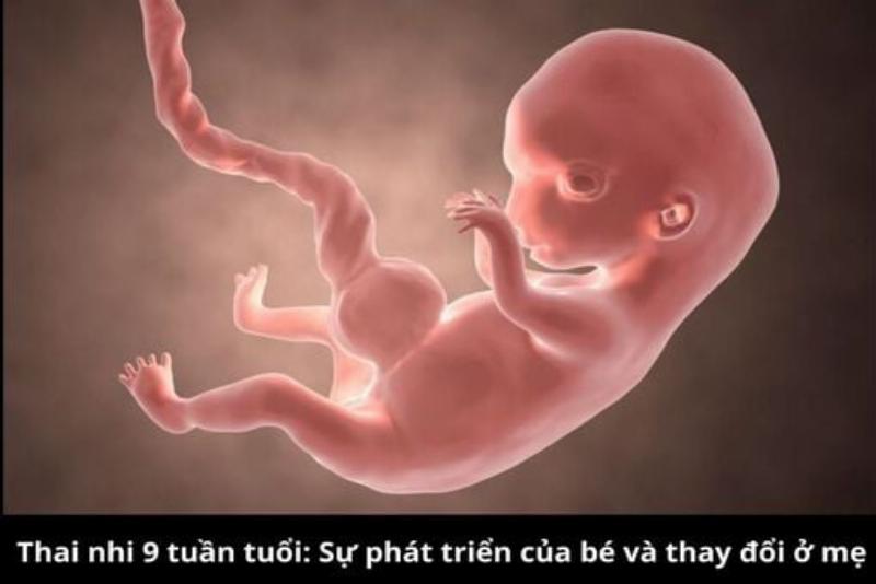 meo-va-cach-thu-cung-co-toc-dep