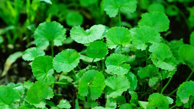 Hình ảnh cây rau má tươi xanh mướt, nguồn gốc của tác dụng của nước rau má