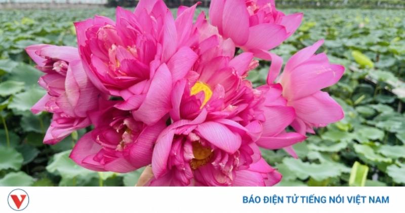 Hương trà trắng tinh khôi trong nước hoa mang lại cảm giác thư thái và thanh khiết cho người dùng
