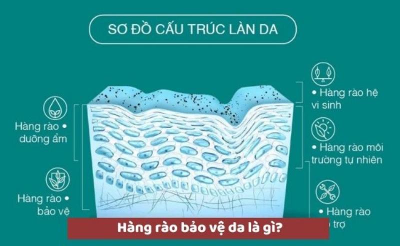 Hinh minh hoa cau tao lan da bi ton thuong, hang rao bao ve suy yeu gay nhay cam